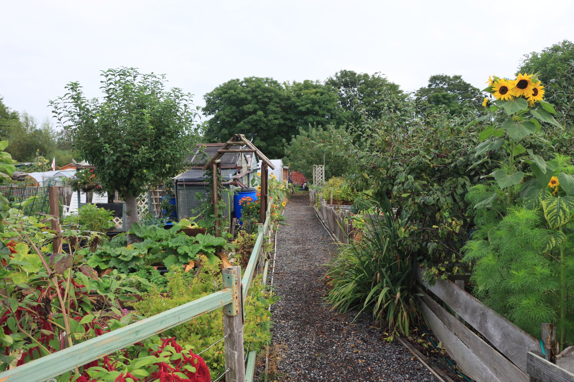 British allotment raised beds in spring, showing the growing interest in allotment tech UK
